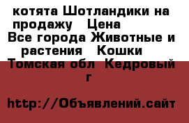 котята Шотландики на продажу › Цена ­ 5 000 - Все города Животные и растения » Кошки   . Томская обл.,Кедровый г.